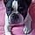 Miss Molly