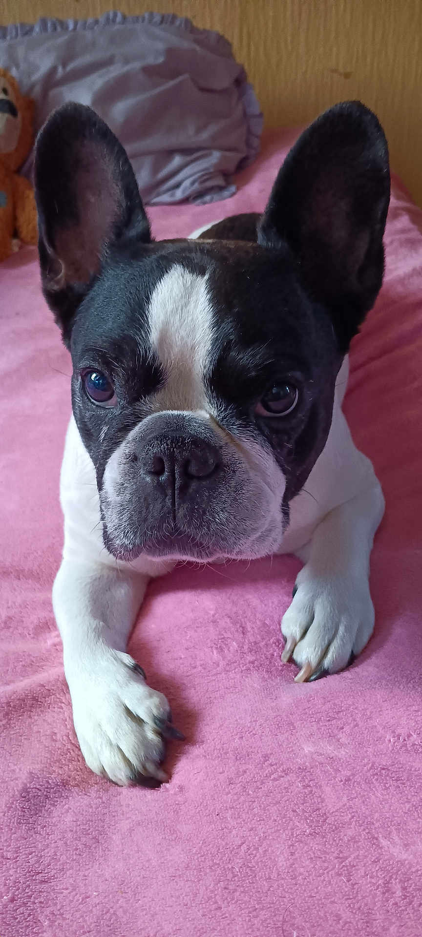 Miss Molly