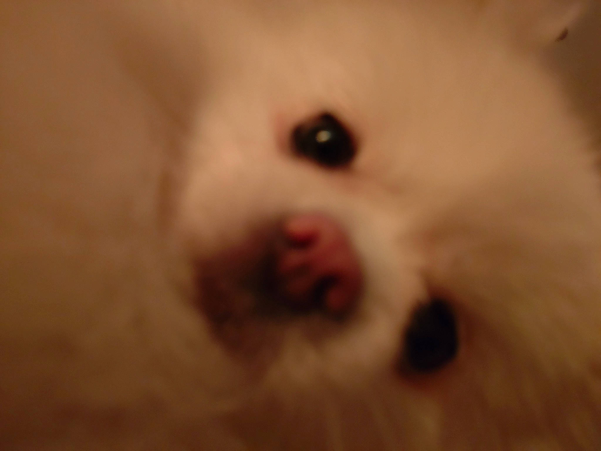 Pomme a rejoint le concours — aidez-le/la à gagner de superbes lots ! canidae, carnivore, companion_dog, corgi_chihuahua, dog, dog_breed, ear, eyelash, fawn, fur, non_sporting_group, paw, puppy, sporting_group, terrestrial_animal, toy_dog, volpino_italiano, whiskers, working_animal