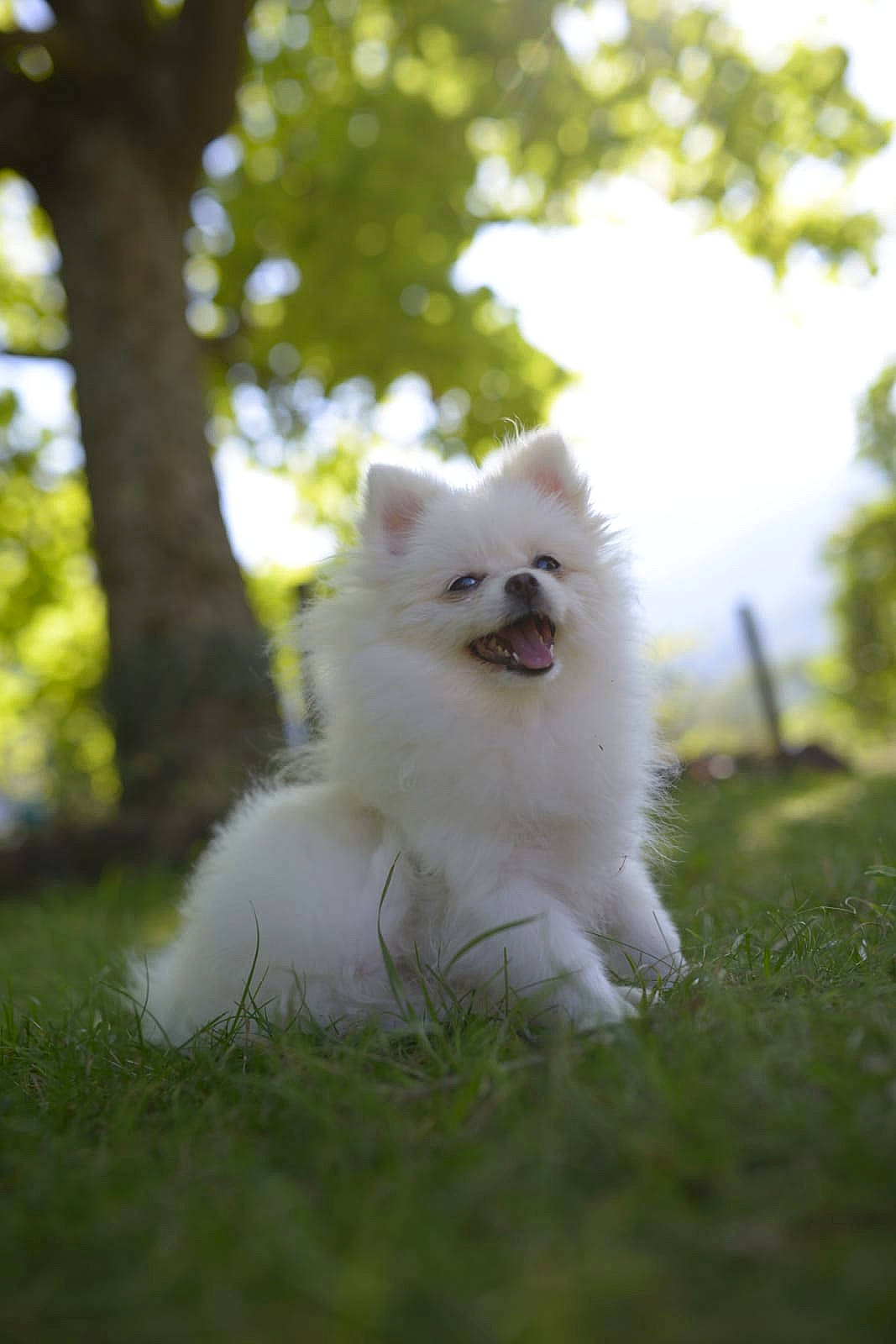 Pomme a rejoint le concours — aidez-le/la à gagner de superbes lots ! canidae, carnivore, companion_dog, dog_breed, fawn, felidae, fur, grass, non_sporting_group, plant, samoyed, sky, snout, tail, tree, twig, whiskers