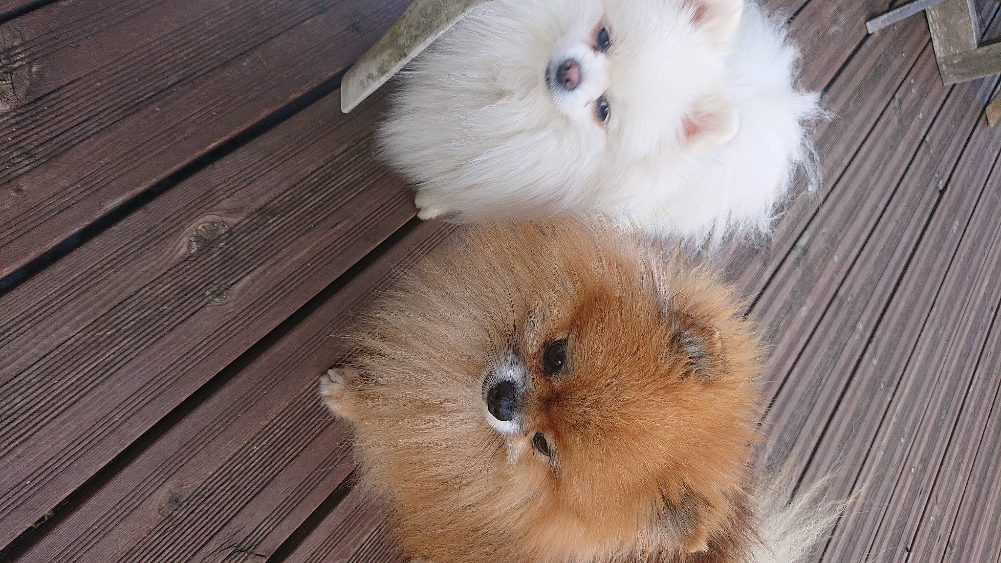 Pomme participe au concours pour gagner de l'argent avec cette photo : canidae, carnivore, cat, companion_dog, dog_breed, fawn, fur, hardwood, mammal, non_sporting_group, paw, plank, snout, tail, varnish, whiskers, wood