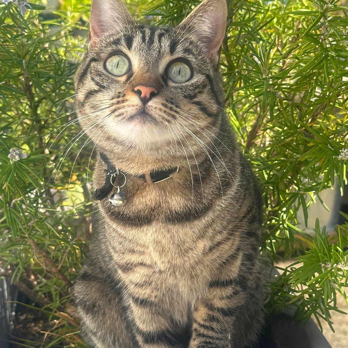 Nina Goncalves a rejoint le concours — aidez-le/la à gagner de superbes lots ! abyssinian, animal, cat, conifer, grass, green, herbal, herbs, jar, jungle, kitten, manx, nature, outdoors, pet, plant, planter, pottedplant, tree, vegetation