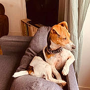 Palma participe au concours pour gagner de l'argent avec cette photo : dog, couch, indoor, window, curtains, television, bookshelf, brown, white, black, collar, pet, relaxed, seated, living_room, furniture, domestic_animal, home, natural_light, thoughtful