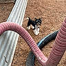 Yuji joined the competition — help win amazing prizes! dog, puppy, black_and_white, dirt, ground, hose, industrial, corrugated_metal, outdoor, small_dog, alert, standing, pipe, construction, animal, pet, curious, texture, rough, equipment