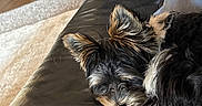 Yuji joined the competition — help win amazing prizes! dog, puppy, leather_couch, indoor, nap, sleeping, fur, cushion, striped_pillow, black, brown, white, relaxing, cozy, home, pet, small_dog, fur_texture, resting, comfort