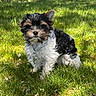 Yuji is registered to the contest to win money with this photo: puppy, dog, grass, outdoor, pet, collar, sunlight, greenery, cute, small_dog, animal, fur, young_dog, nature, playful, adorable, canine, summer, portrait, standing