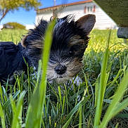 Yuji joined the competition — help win amazing prizes! puppy, dog, grass, outdoor, close_up, greenery, ear, black_fur, brown_fur, white_fur, sky, tree, yard, nature, animal, pet, cute, young, playful, sunlight