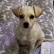 Daisy is registered to the contest to win money with this photo: dog, puppy, cream_colored, sitting, portrait, black_nose, dark_eyes, floppy_ears, blanket, bed, bedroom, indoor, pet, cute, adorable, close_up, front_facing, animal, soft_furnishings, photography