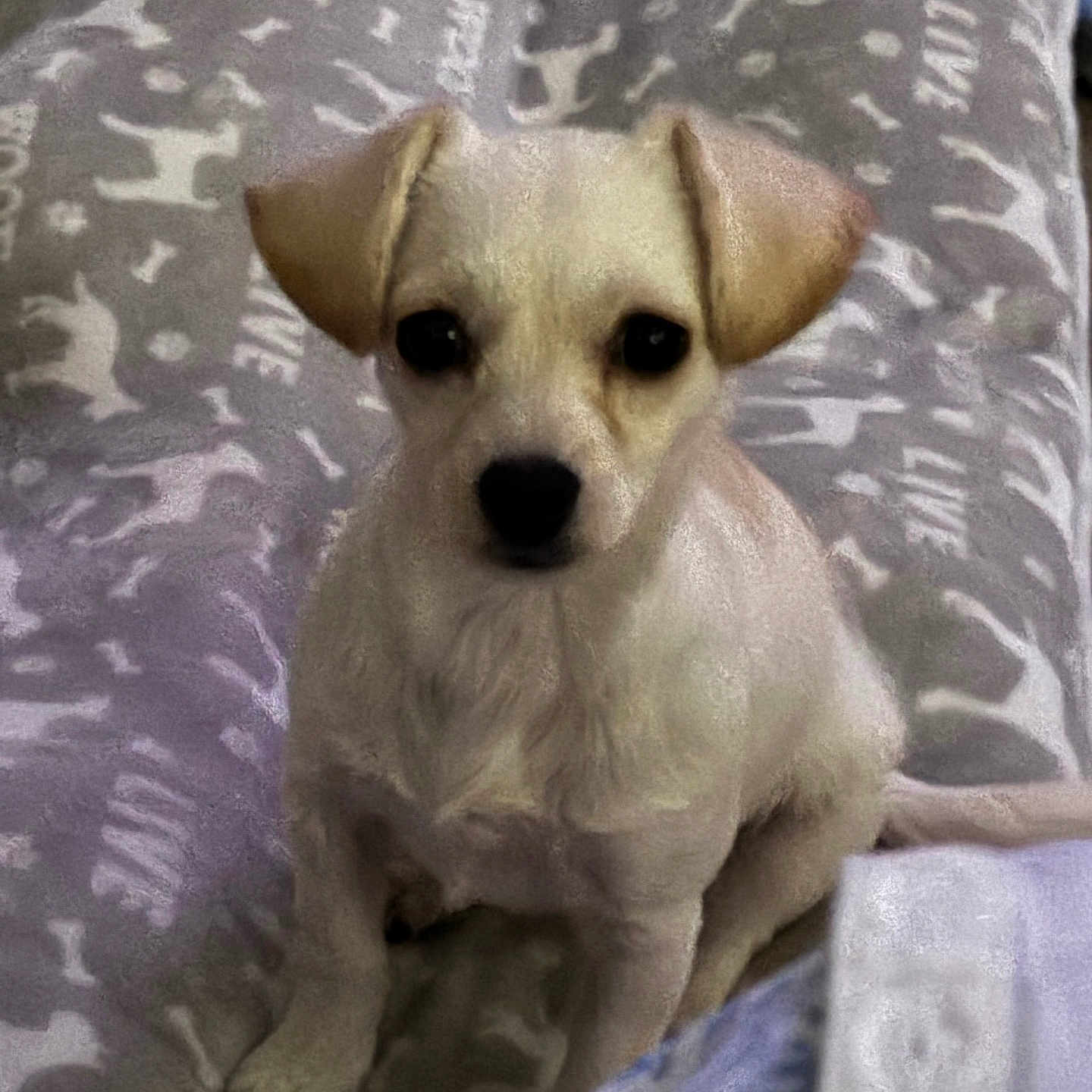Daisy is registered to the contest to win money with this photo: dog, puppy, cream_colored, sitting, portrait, black_nose, dark_eyes, floppy_ears, blanket, bed, bedroom, indoor, pet, cute, adorable, close_up, front_facing, animal, soft_furnishings, photography
