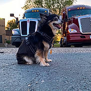 Max-E-brake is registered to the contest to win money with this photo: asphalt, black_dog, canine, daytime, dog, happy, harness, outdoor, parking_lot, pet, road, semi_truck, sitting, small_dog, sunset, tongue_out, transport, tree, truck, vehicle