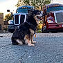 asphalt, black_dog, canine, daytime, dog, happy, harness, outdoor, parking_lot, pet, road, semi_truck, sitting, small_dog, sunset, tongue_out, transport, tree, truck, vehicle