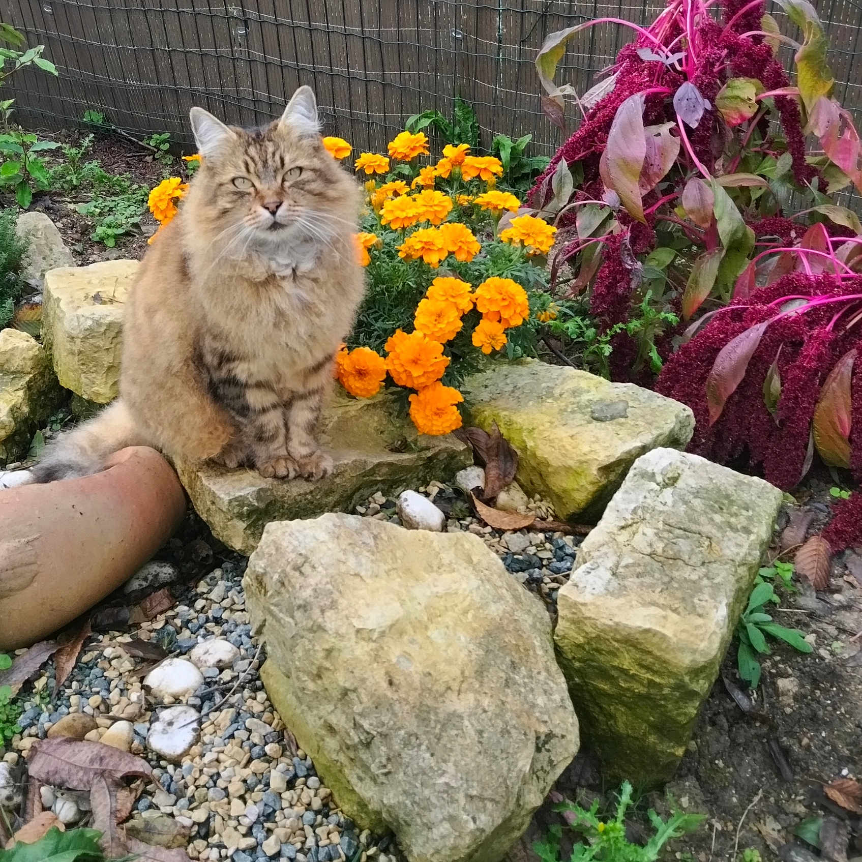 Féline