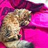 animal, blanket, cat, cozy, cute, domestic, fluffy, fur, furry, indoor, paws, pet, pink, purple, relaxed, resting, sleeping, soft, tabby, tail