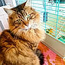 Féline participe au concours pour gagner de l'argent avec cette photo : animal, bird, birdcage, cage, carpet, cat, closeup, domestic_animal, ears, fluffy_cat, fur, furniture, green_eyes, home, indoor, patterned_rug, pet, tabby_cat, table, whiskers