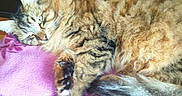 Féline a rejoint le concours — aidez-le/la à gagner de superbes lots ! animal, blanket, cat, closeup, cozy, feline, fluffy, fur, indoor, paw, pet, purple, relaxed, resting, ribbon, sleepy, soft_light, tabby, tail, wooden_surface