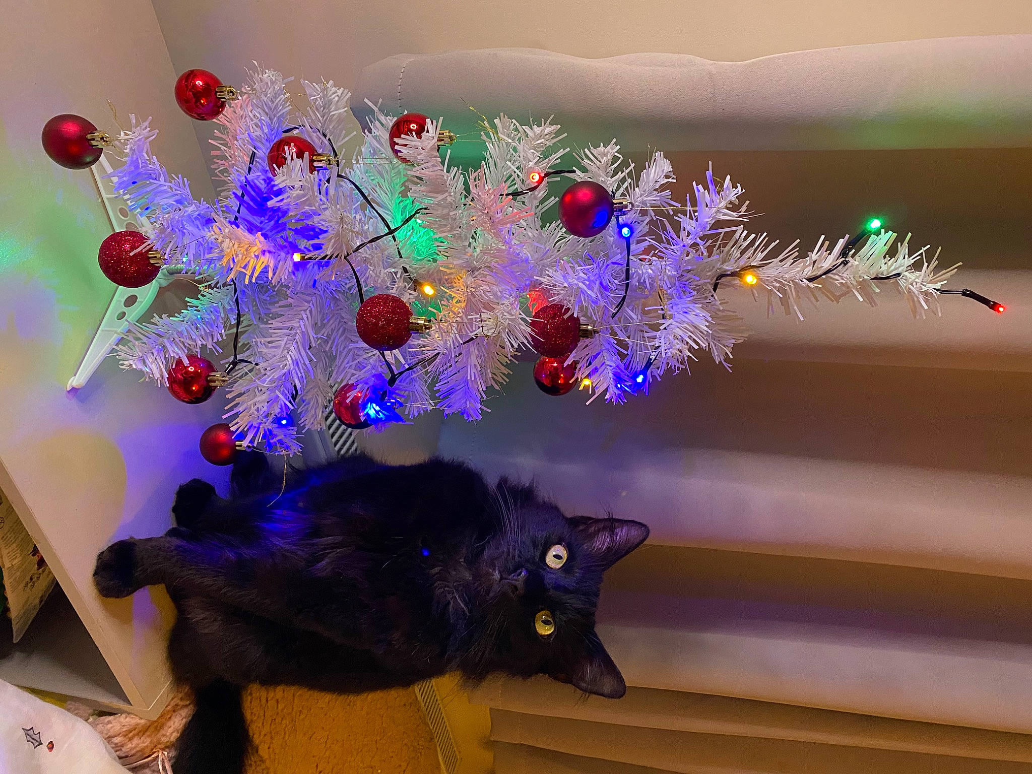 Zen joined the competition — help win amazing prizes! black_cat, carnivore, cat, christmas_decoration, christmas_ornament, electric_blue, event, felidae, light, magenta, ornament, plant, purple, small_to_medium_sized_cats, snapshot, tail, tree, twig, violet, whiskers