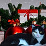Panda a rejoint le concours — aidez-le/la à gagner de superbes lots ! cat, black_and_white_cat, christmas_ornaments, gift_boxes, red_ribbons, pine_branches, holiday_decor, festive, animal, pet, feline, greenery, silver_gift_wrap, red_bow, closeup, indoor, cute, relaxing, decorations, holiday_theme