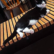 Panda a rejoint le concours — aidez-le/la à gagner de superbes lots ! cat, black_and_white, striped_bench, wooden_bench, indoor, relaxed, feline, pet, chair, floor, paw, tail, fur, whiskers, resting, domestic_animal, animal, home, furniture, cozy