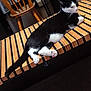 cat, black_and_white, striped_bench, wooden_bench, indoor, relaxed, feline, pet, chair, floor, paw, tail, fur, whiskers, resting, domestic_animal, animal, home, furniture, cozy