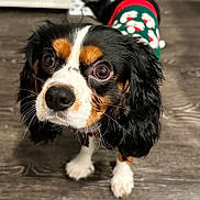 Ceejay joined the competition — help win amazing prizes! animal, black, brown, cavalier_king_charles_spaniel, christmas_sweater, close_up, companion, cute, dog, domestic_animal, festive, floor, fur, indoor, looking_up, pet, sweater, tricolor, white, wooden_floor