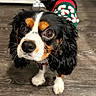animal, black, brown, cavalier_king_charles_spaniel, christmas_sweater, close_up, companion, cute, dog, domestic_animal, festive, floor, fur, indoor, looking_up, pet, sweater, tricolor, white, wooden_floor