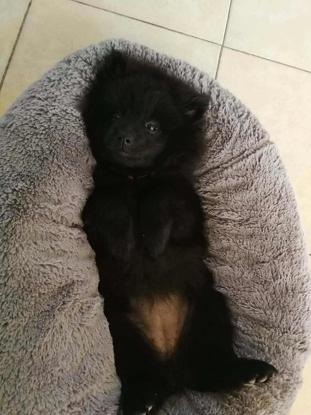 Rumba a rejoint le concours — aidez-le/la à gagner de superbes lots ! black, canidae, carnivore, companion_dog, dog, dog_breed, fawn, fur, mammal, non_sporting_group, pomeranian, puppy, schipperke, snout, vertebrate