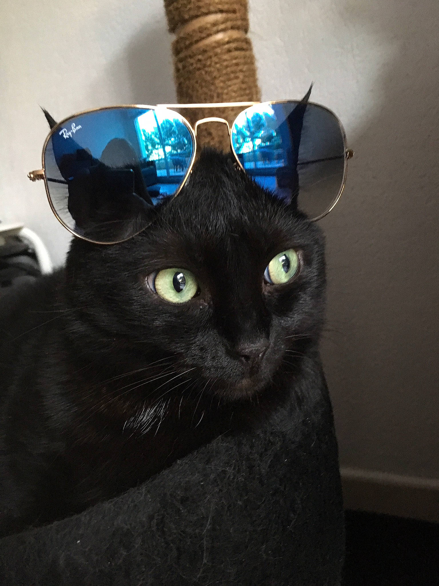 Karma participe au concours pour gagner de l'argent avec cette photo : black, black_cat, blue, bombay, carnivore, cat, eye, eyewear, felidae, fur, glasses, photography, small_to_medium_sized_cats, snout, sunglasses, whiskers