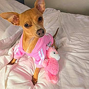 Bella is registered to the contest to win money with this photo: animal, bed, comfort, companion, cozy, cute, dog, ears, face, fur, indoors, looking, pet, pink_hoodie, playful, resting, small_dog, stuffed_animal, toy, white_bedspread