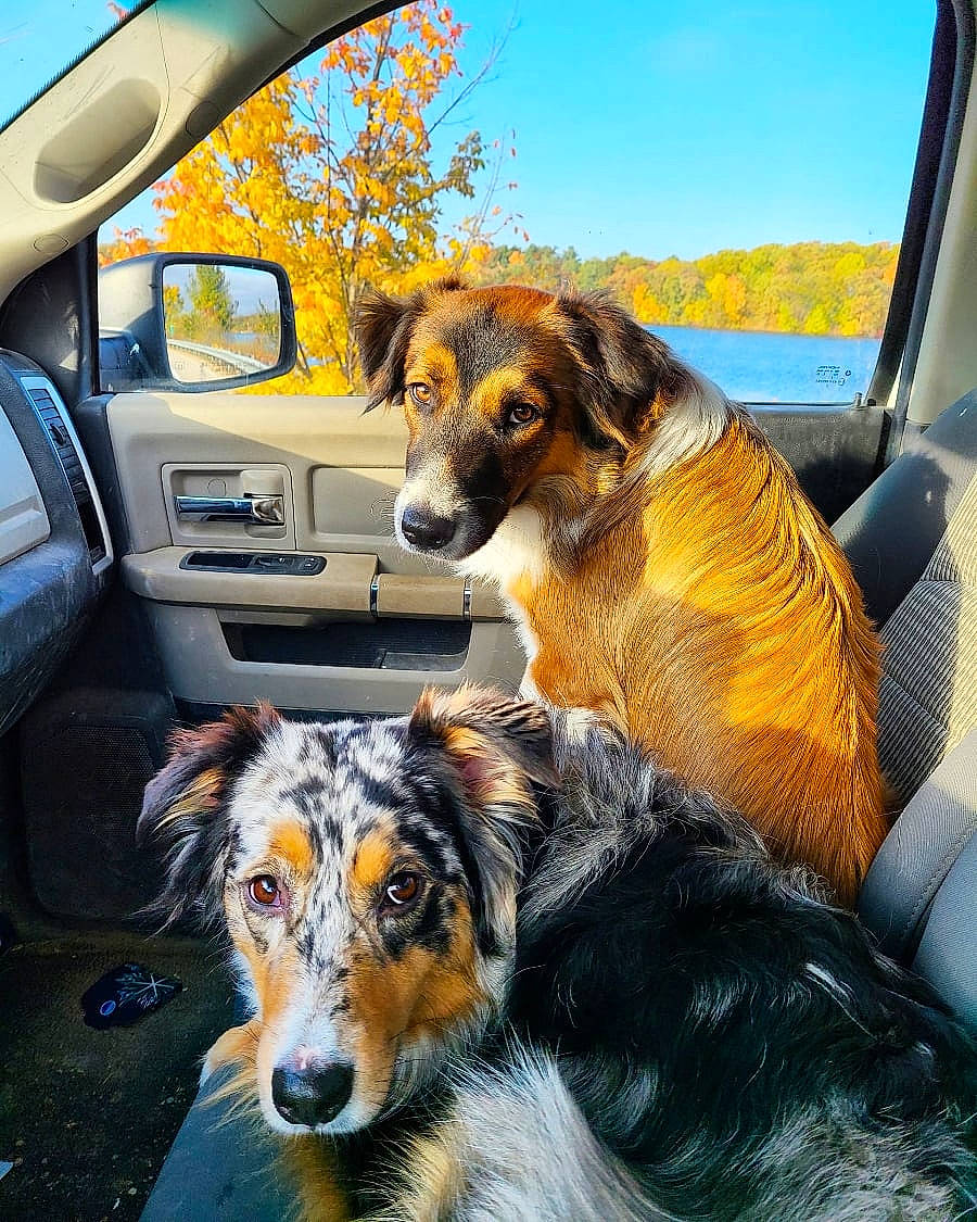 Maizie joined the competition — help win amazing prizes! automotive_design, automotive_exterior, automotive_mirror, car, carnivore, companion_dog, dog, dog_breed, fawn, hood, mammal, motor_vehicle, plant, sky, snout, steering_wheel, tree, vehicle, vehicle_door, vertebrate