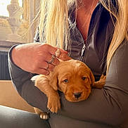 Reggie is registered to the contest to win money with this photo: puppy, dog, person, hand, long_hair, ring, sleeve, window, light, indoor, warm_light, face, cute, pet, animal, resting, cozy, furniture, casual_clothing, closeup