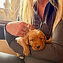 puppy, dog, person, hand, long_hair, ring, sleeve, window, light, indoor, warm_light, face, cute, pet, animal, resting, cozy, furniture, casual_clothing, closeup