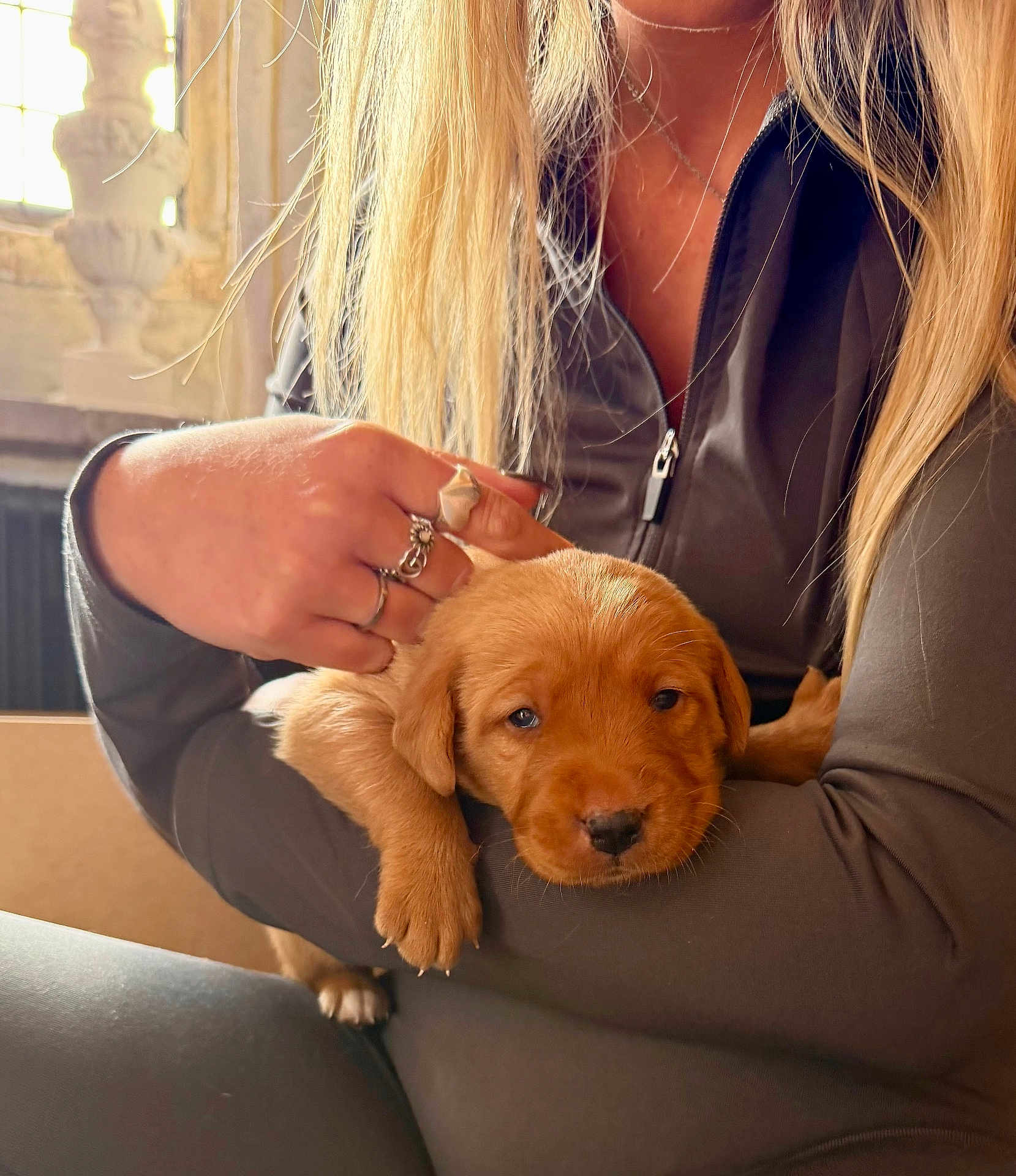 Reggie is registered to the contest to win money with this photo: puppy, dog, person, hand, long_hair, ring, sleeve, window, light, indoor, warm_light, face, cute, pet, animal, resting, cozy, furniture, casual_clothing, closeup