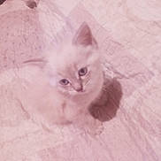 Rubbie a rejoint le concours — aidez-le/la à gagner de superbes lots ! animal, blanket, blue_eyes, cat, curious, cute, domestic, feline, fluffy, fur, indoor, kitten, light, pet, pinkish, sitting, small, soft, texture, young
