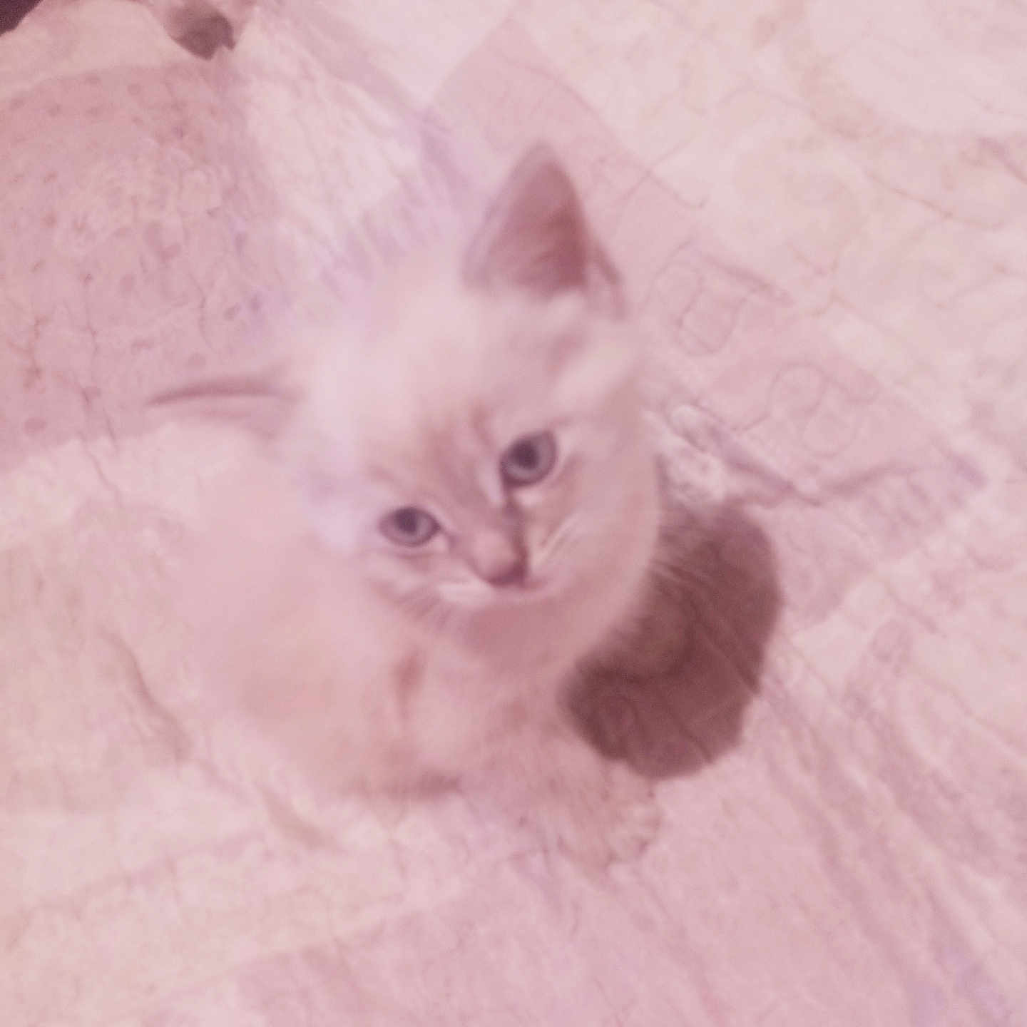 Rubbie