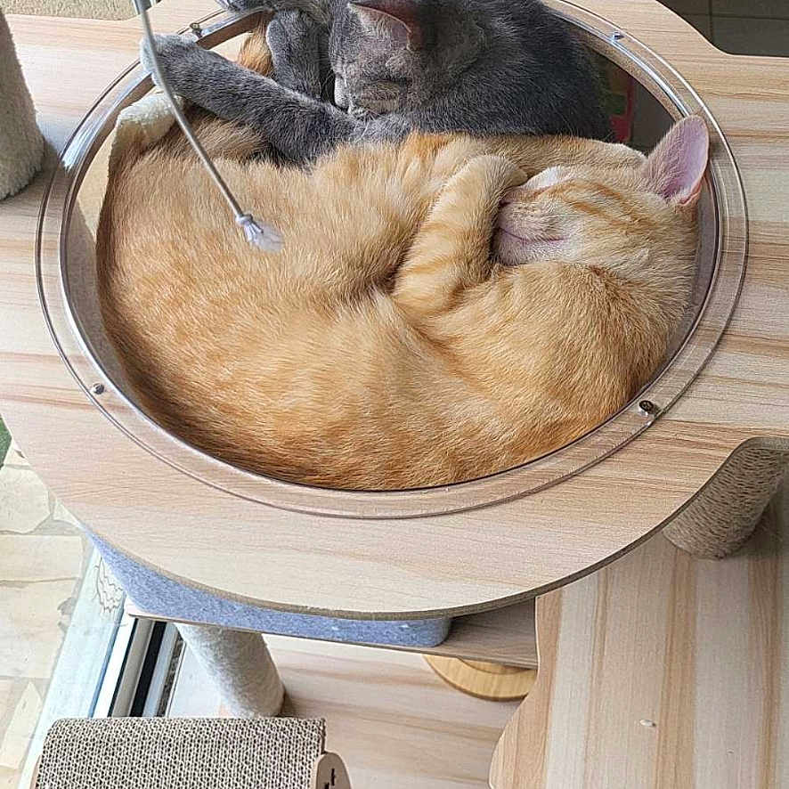 Atlas a rejoint le concours — aidez-le/la à gagner de superbes lots ! animal, cat, cat_bed, cat_tree, cats, cozy, curled_up, cute, feline, grey_cat, home, indoor, nap, orange_cat, peaceful, pet, relaxing, sleeping, window, wooden_furniture