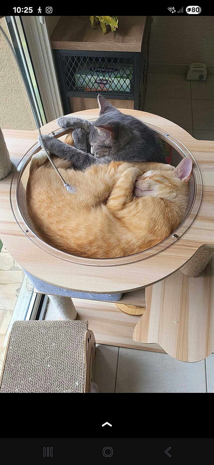 Atlas a rejoint le concours — aidez-le/la à gagner de superbes lots ! cat, cats, sleeping, nap, cozy, feline, grey_cat, orange_cat, cat_bed, wooden_furniture, cat_tree, indoor, pet, cute, relaxing, curled_up, window, home, animal, peaceful