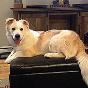 Tucker joined the competition — help win amazing prizes! animal, carpet, cream_color, decor, dog, ears, floor, fluffy, fur, happy, indoor, leather_ottoman, living_room, pet, relaxed, smiling, tail, tongue_out, white_color, wooden_furniture