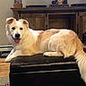 animal, carpet, cream_color, decor, dog, ears, floor, fluffy, fur, happy, indoor, leather_ottoman, living_room, pet, relaxed, smiling, tail, tongue_out, white_color, wooden_furniture