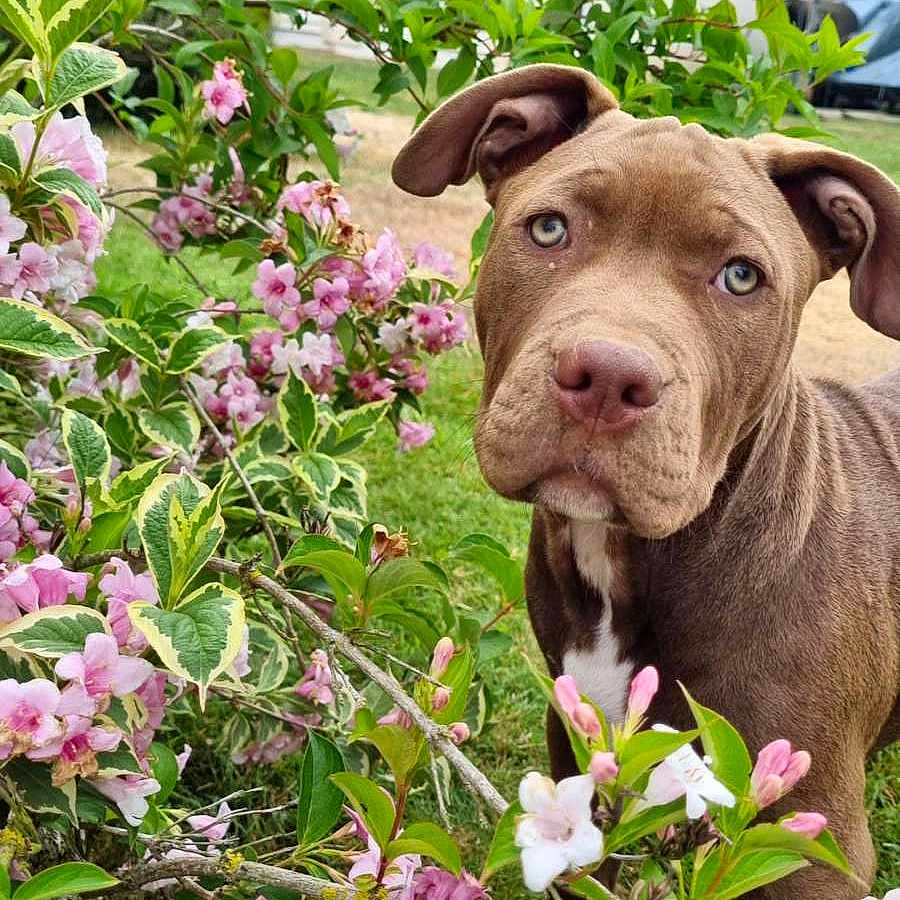 Aaros a rejoint le concours — aidez-le/la à gagner de superbes lots ! animal, background, brown_dog, bush, canine, closeup, curious, dog, flower, garden, grass, green_leaf, house, mammal, nature, outdoor, pet, pink_flower, summer, window