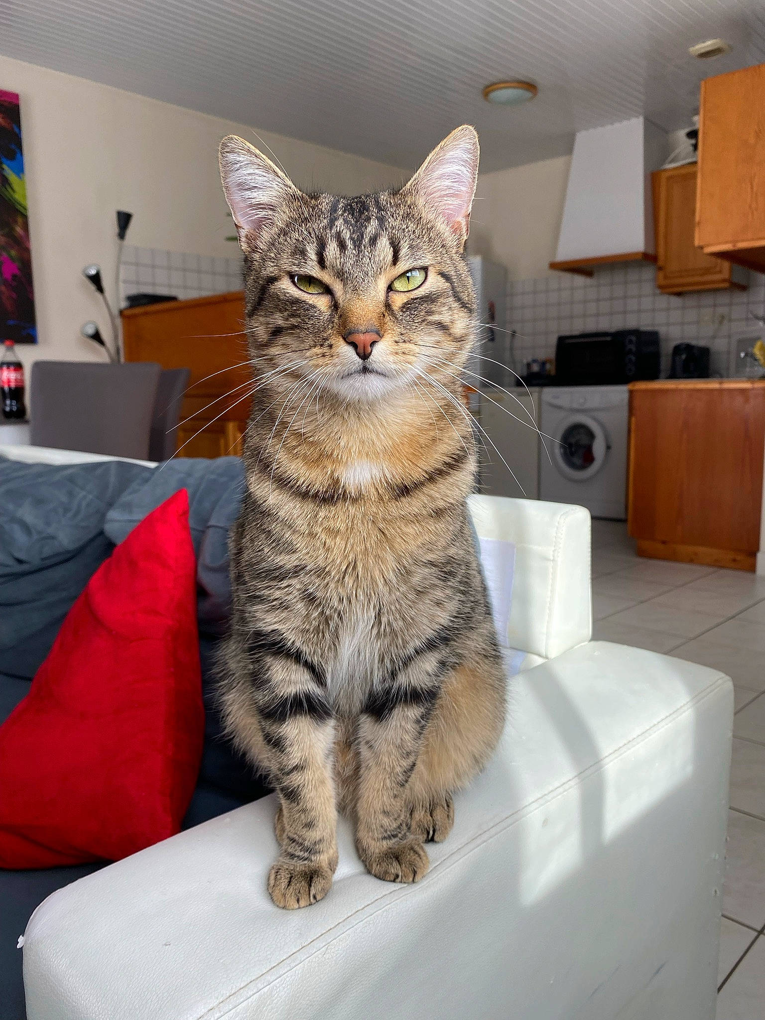 Nicky participe au concours pour gagner de l'argent avec cette photo : art, carnivore, cat, comfort, couch, domestic_short_haired_cat, felidae, fur, paw, sitting, small_to_medium_sized_cats, snout, tail, whiskers