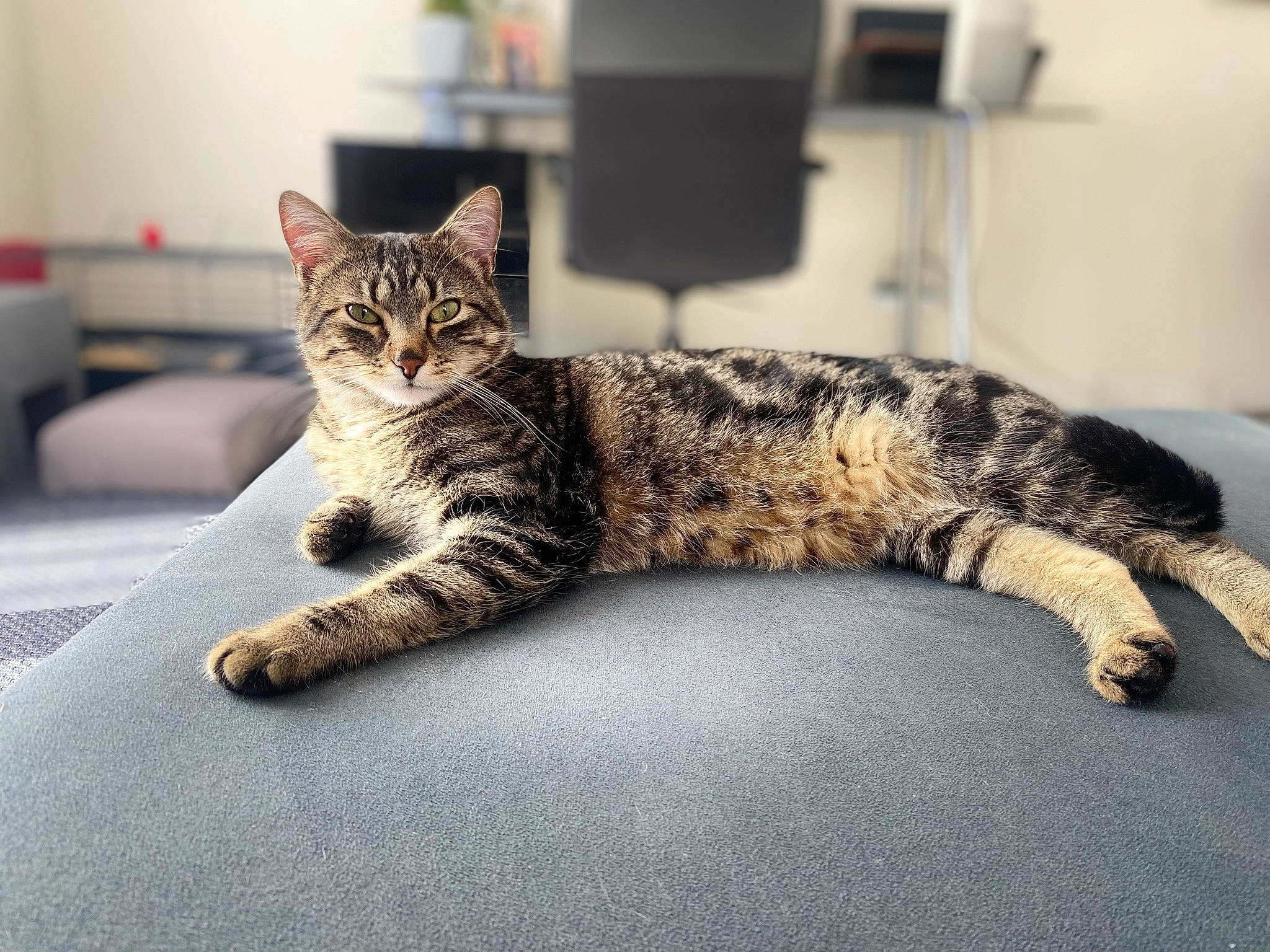 Nicky a rejoint le concours — aidez-le/la à gagner de superbes lots ! carnivore, cat, claw, comfort, domestic_short_haired_cat, felidae, floor, flooring, fur, grey, metal, paw, sitting, small_to_medium_sized_cats, snout, tail, terrestrial_animal, whiskers