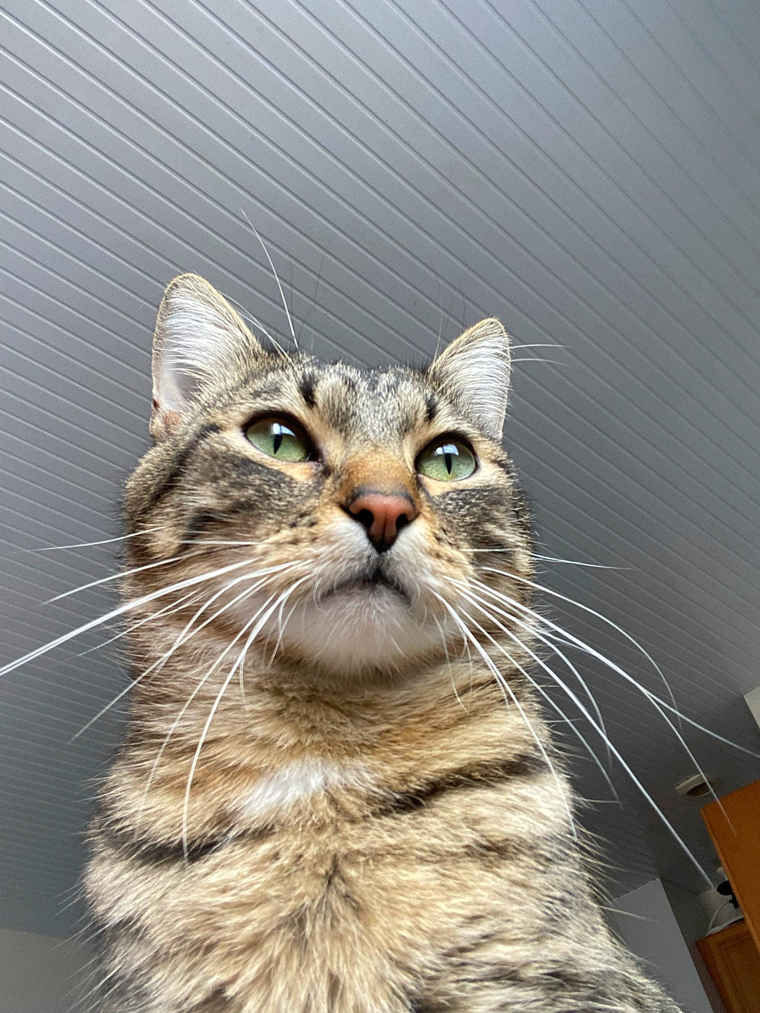 Nicky participe au concours pour gagner de l'argent avec cette photo : carnivore, cat, domestic_short_haired_cat, felidae, fur, small_to_medium_sized_cats, snout, terrestrial_animal, whiskers