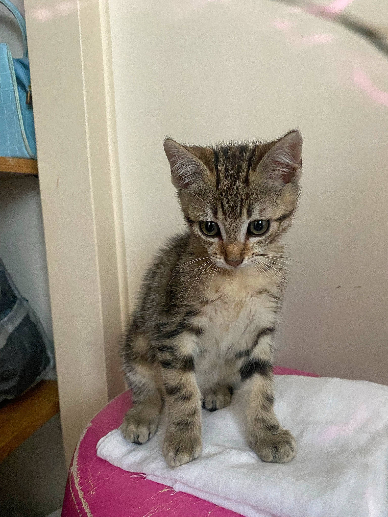 Pepsi a rejoint le concours — aidez-le/la à gagner de superbes lots ! carnivore, cat, claw, comfort, domestic_short_haired_cat, felidae, fur, luggage_and_bags, paw, shelf, small_to_medium_sized_cats, snout, tail, terrestrial_animal, whiskers