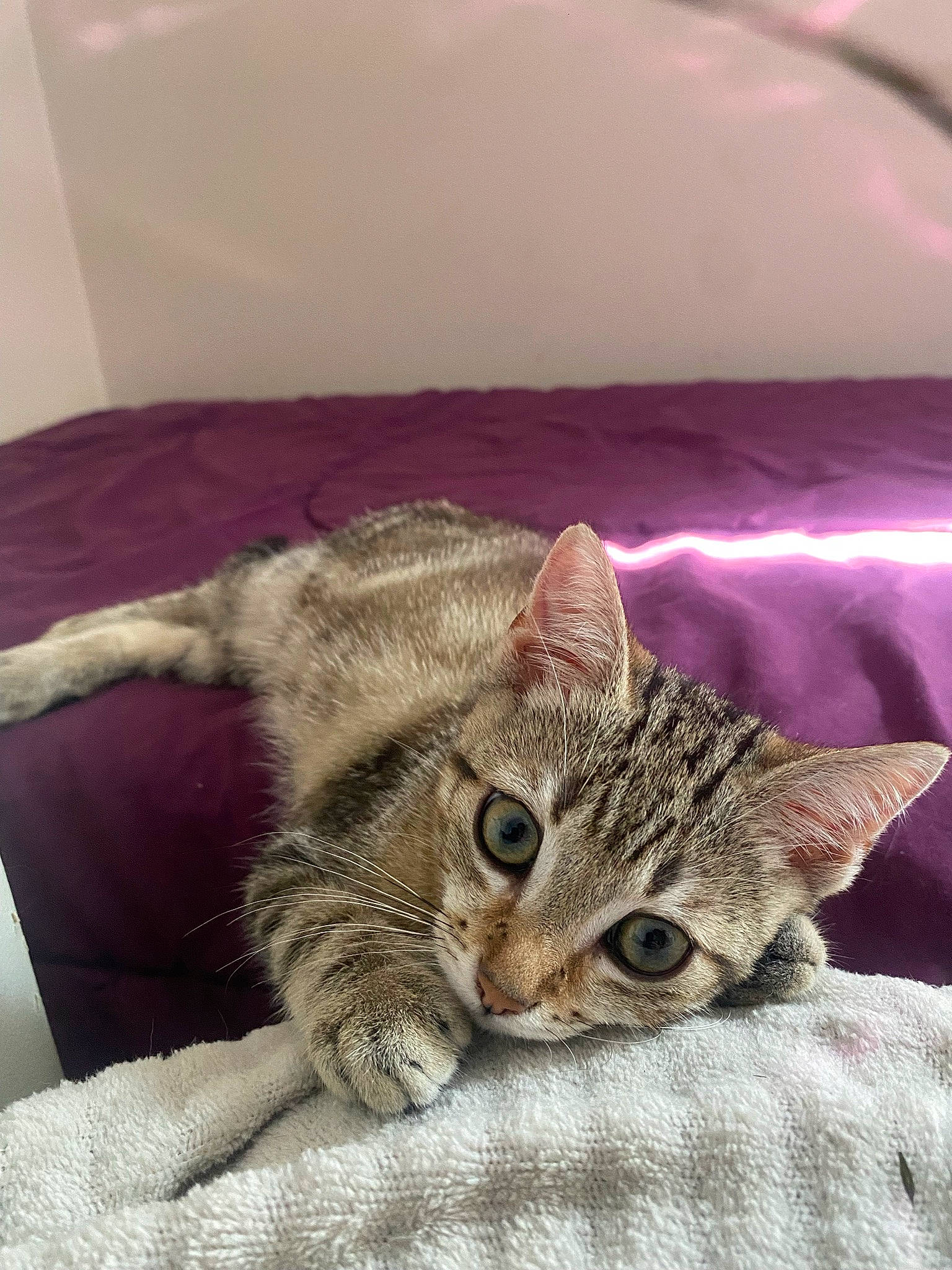 Pepsi participe au concours pour gagner de l'argent avec cette photo : bed, bedding, carnivore, cat, claw, comfort, couch, domestic_short_haired_cat, felidae, fur, linens, nap, paw, small_to_medium_sized_cats, whiskers