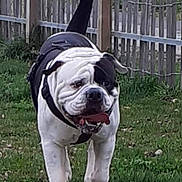 Olympe a rejoint le concours — aidez-le/la à gagner de superbes lots ! bulldog, dog, canine, pet, outdoor, grass, fence, black_and_white, tongue_out, happy, walking, leash_harness, nature, yard, animal, mammal, playful, daylight, closeup, expression