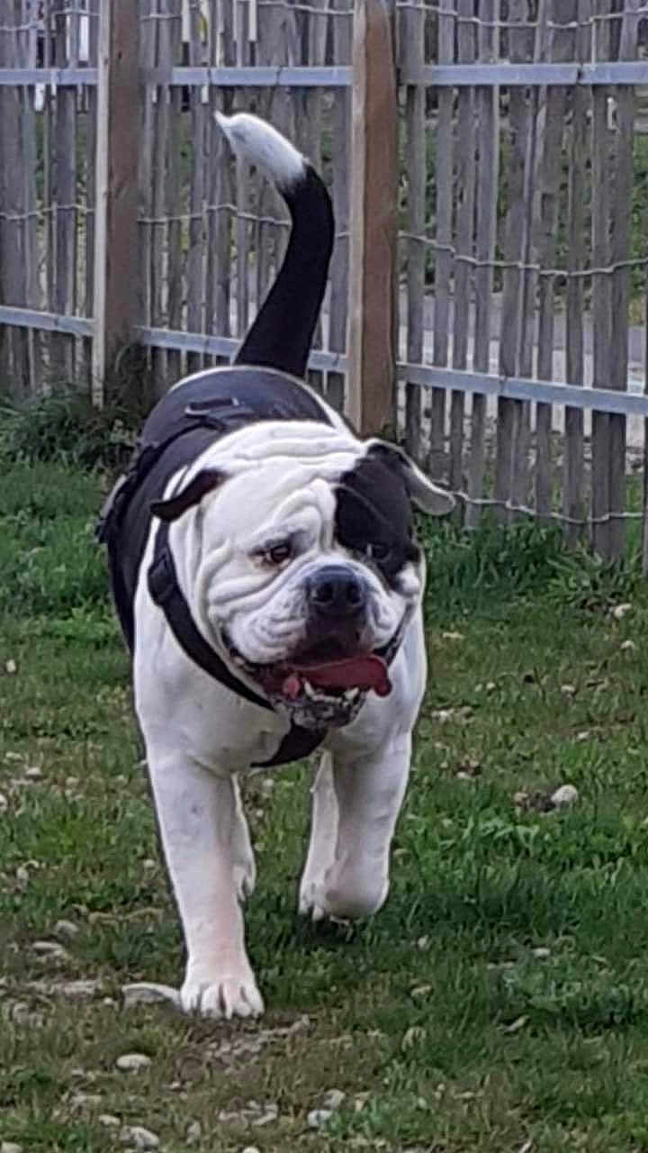 Olympe a rejoint le concours — aidez-le/la à gagner de superbes lots ! bulldog, dog, canine, pet, outdoor, grass, fence, black_and_white, tongue_out, happy, walking, leash_harness, nature, yard, animal, mammal, playful, daylight, closeup, expression