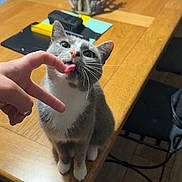 Molly a rejoint le concours — aidez-le/la à gagner de superbes lots ! cat, finger, table, wooden_table, indoor, pet, playful, licking, hand, furniture, decor, office_supplies, cozy, domestic, cute, animal, domestic_cat, whiskers, sitting, curious