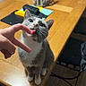 animal, cat, cozy, curious, cute, decor, domestic, domestic_cat, finger, furniture, hand, indoor, licking, office_supplies, pet, playful, sitting, table, whiskers, wooden_table
