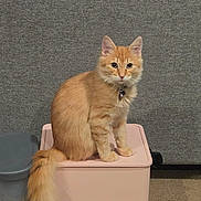 Rudy joined the competition — help win amazing prizes! animal, bell, carpet, cat, collar, feline, floor_vent, fluffy, gray_background, indoors, kitten, long_hair, orange_cat, pet, pink_container, portrait, sitting, storage_bin, tail, wastebasket