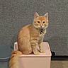 animal, bell, carpet, cat, collar, feline, floor_vent, fluffy, gray_background, indoors, kitten, long_hair, orange_cat, pet, pink_container, portrait, sitting, storage_bin, tail, wastebasket